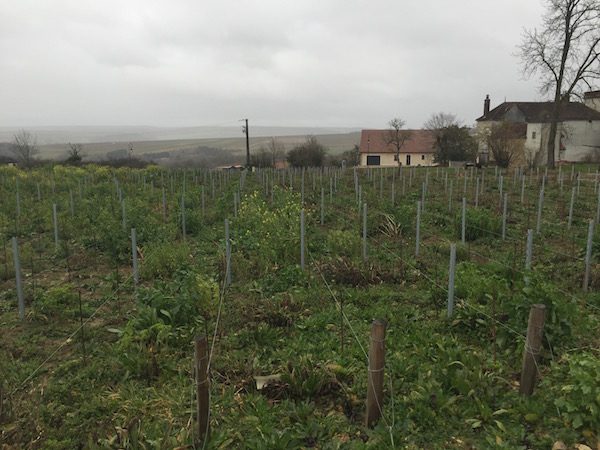 Die Chardonnay-Rebflächen der Domaine Roland Lavantureux reifen im Einklang der Natur - Chablis bei Wein-Musketier Die Chardonnay-Rebflächen der Domaine Roland Lavantureux